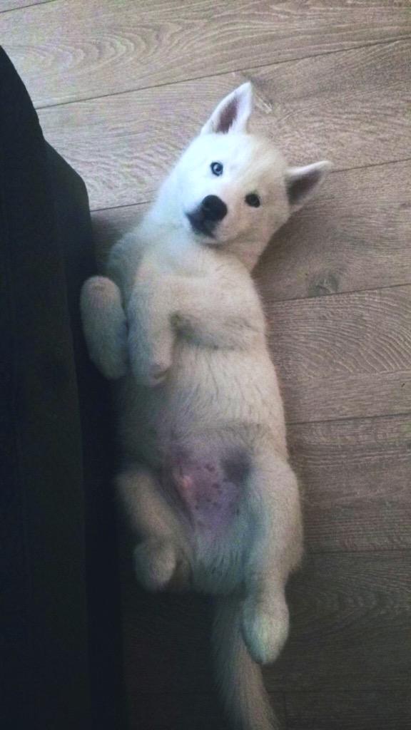 olafthehusky's tweet photo. Do I look like food to you? I thought not. RT and show your support. #stopyulin2015 http://t.co/rnC8qekCxE