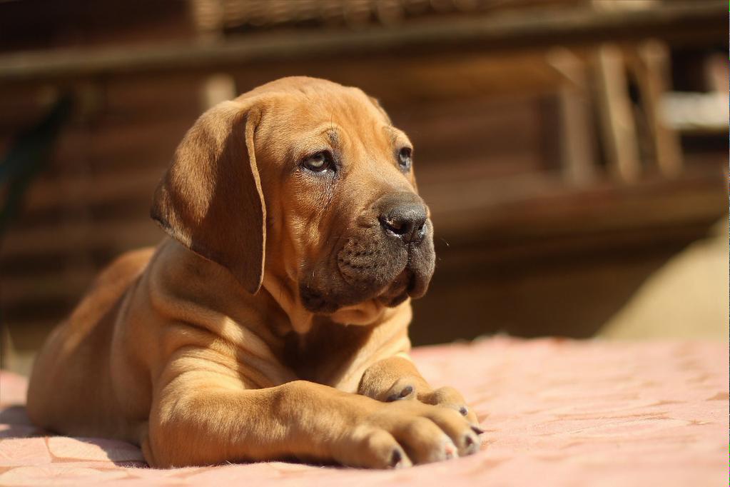 DogAttackLawyer's tweet photo. @Petwise_Ins @carobassett @KikiDeeCatFur "PONDERING -WHY DO CATS GET 9 LIVES?" @DoggyDoSA @DogGuyJosh #DogLovers http://t.co/wj85a66cQs