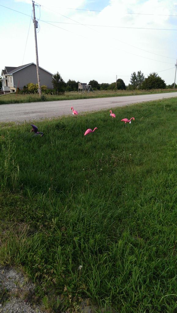 FischerChuck's tweet photo. Darn, we got flocked. #flocksoflove #stlukesmanhattan http://t.co/NzLobxUmLg