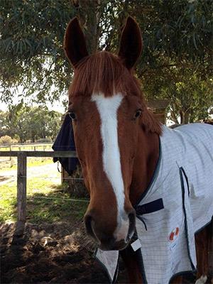 sportsbetcomau tweet picture