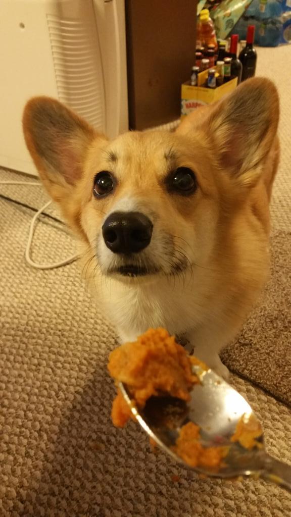StumpersCorgi's tweet photo. May I? #imtwo #corgi http://t.co/xPjjGOGwfk