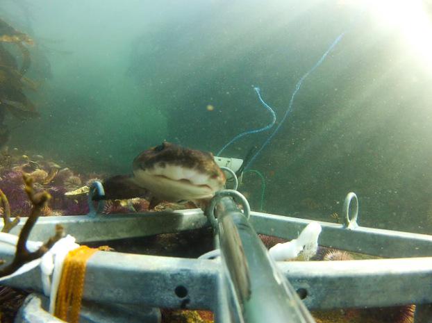 KatGledhill's tweet photo. #Earthwatch team dropped #BRUVs #BaitedRemoteUnderwaterVideos.Who will we see? #gopro #goproscience #EarthwatchSharks http://t.co/C0HGZTAnw7