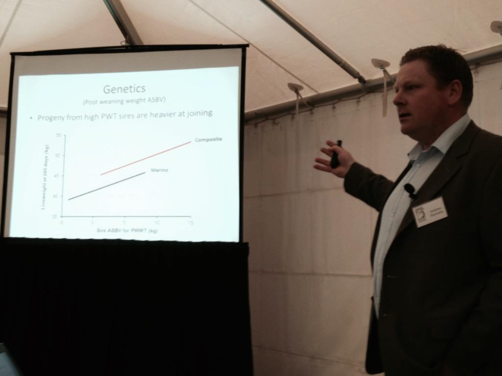 terryrsim's tweet photo. #BestWool BestLamb Andrew Kennedy, high genetic fat maidens join best, get nutrition right first http://t.co/r83gtSlIm8
