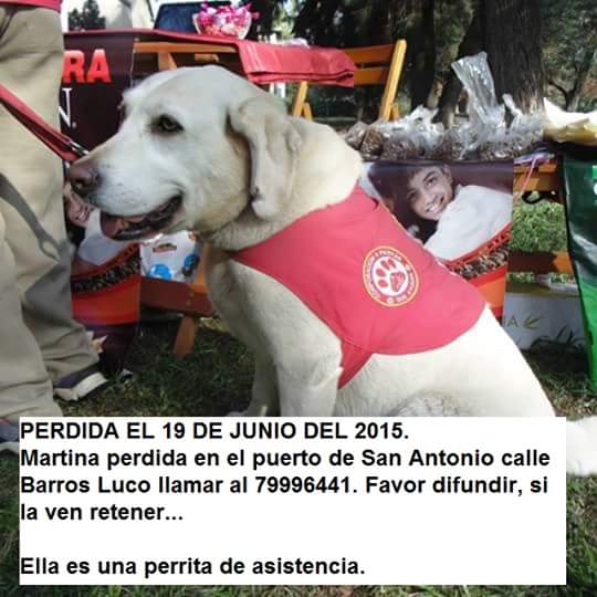 carolinarevalo's tweet photo. UTILIDAD PÚBLICA #Martina sigue extraviada en SanAntonio. Es perrita d asistencia d persona c/dificultad auditiva http://t.co/0nP0EaeHlT