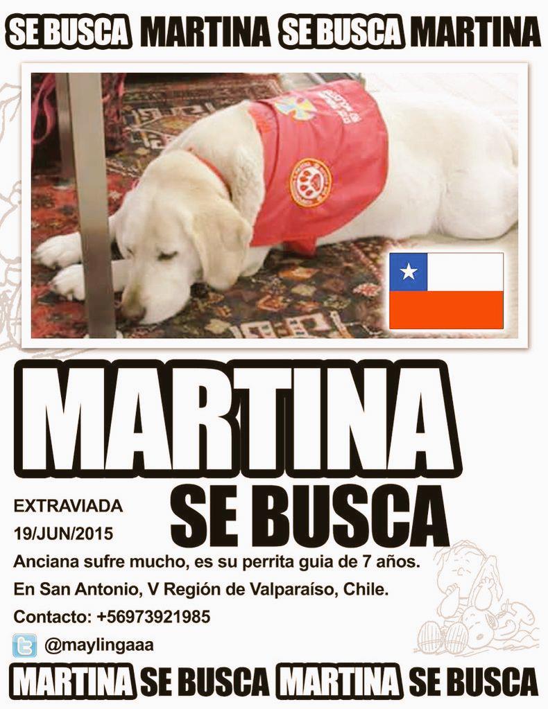 carolinarevalo's tweet photo. UTILIDAD PÚBLICA #Martina sigue extraviada en SanAntonio. Es perrita d asistencia d persona c/dificultad auditiva http://t.co/0nP0EaeHlT