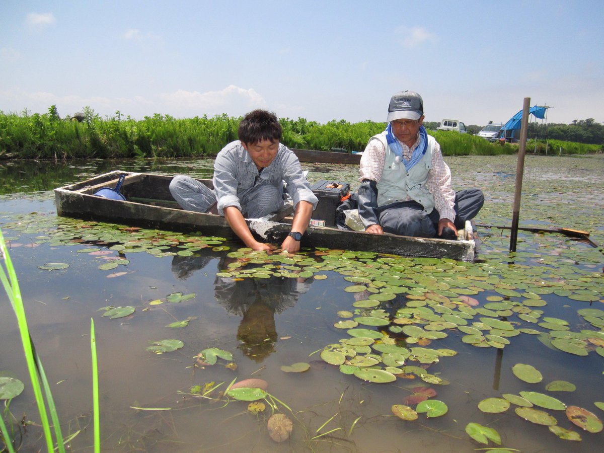 Atv青森テレビ 今日のわっち 農ミュージック農ライフ は初夏の味覚 ジュンサイデス 農音楽家タクロンが訪れたのはつがる市 きれいな水で 無農薬でなければ育たないというジュンサイ 料理も紹介 そして 今日はタクロンさん スタジオ生出演 Atv青森テレビ 今日のわっち 農ミュージック農ライフ は初夏の味覚 ジュンサイデス 農音楽家タクロンが訪れたのはつがる市 きれいな水で 無農薬でなければ育たないというジュンサイ 料理も紹介 そして 今日はタクロンさん スタジオ生出演