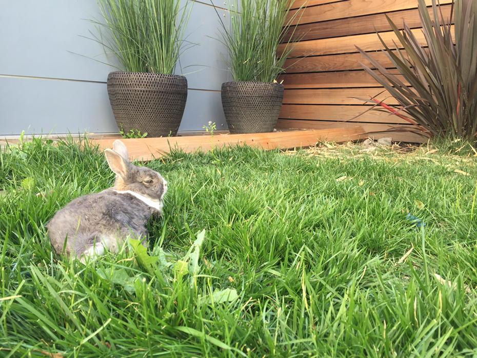 barunio's tweet photo. This is a relaxed rabbit. http://t.co/OiKZOmx3bT
