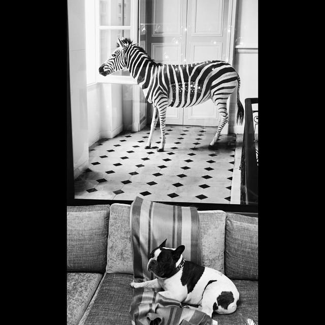 DedekerWinston's tweet photo. Life imitating art. #zebra #yog #yogsofinstagram http://t.co/vzV9nXooW4 http://t.co/VANuGlDVra