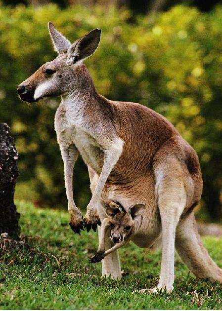 Кангаро кенгуру. Класс млекопитающие сумчатые. Биология млекопитающие 7 класс отряд сумчатые. Отряды млекопитающих сумчатые представители. Представители сумчатых животных.