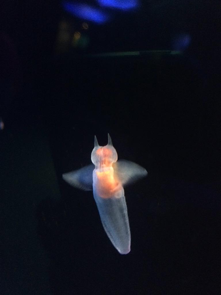 K Razy Freak S Albumurl固定ツイート そして 生物で一二を争うぐらいに生態がバグってるクラゲ 海月姫読んでて大学入試の英語をパスしました 1枚目はふにゃふにゃ 2枚目はウォーズマン 3枚目に頭脳派クリオネ クリオネって貝の仲間らしい Http