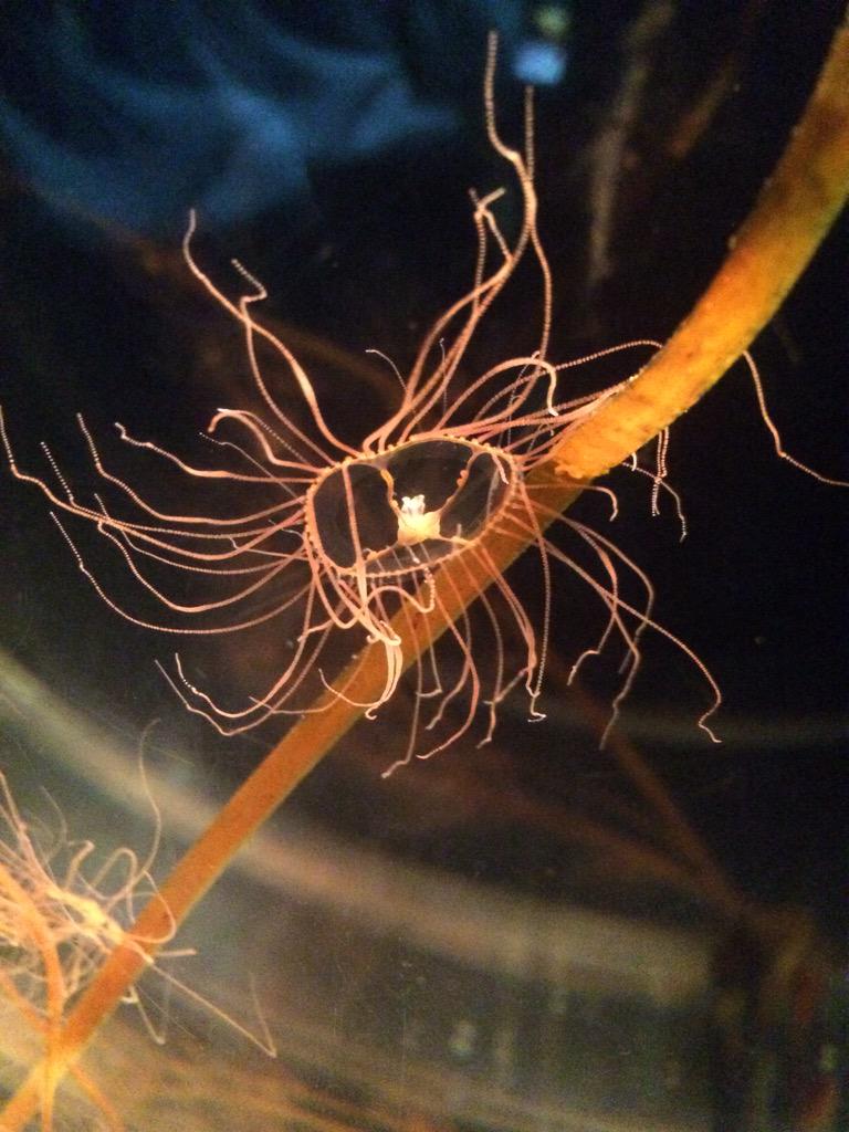 K Razy Freak S Albumurl固定ツイート そして 生物で一二を争うぐらいに生態がバグってるクラゲ 海月姫読んでて大学入試の英語をパスしました 1枚目はふにゃふにゃ 2枚目はウォーズマン 3枚目に頭脳派クリオネ クリオネって貝の仲間らしい Http