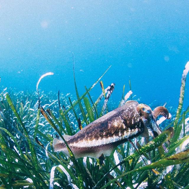 Bchristensen's tweet photo. #cuttlefish #freediving #plemmirio #Sicily http://t.co/sUHSuDuI5c http://t.co/WQdQGx8xgx