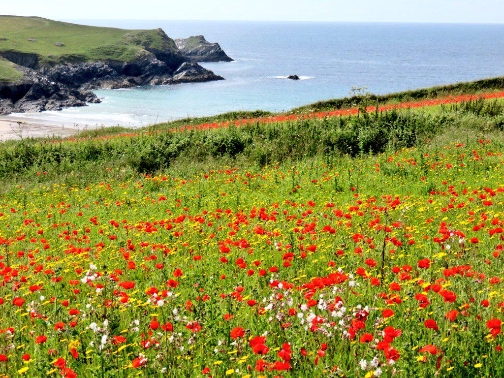 maezymare's tweet photo. Doesn't get much better than this #lovelife  #lovecornwall http://t.co/Sz2a9akvnG
