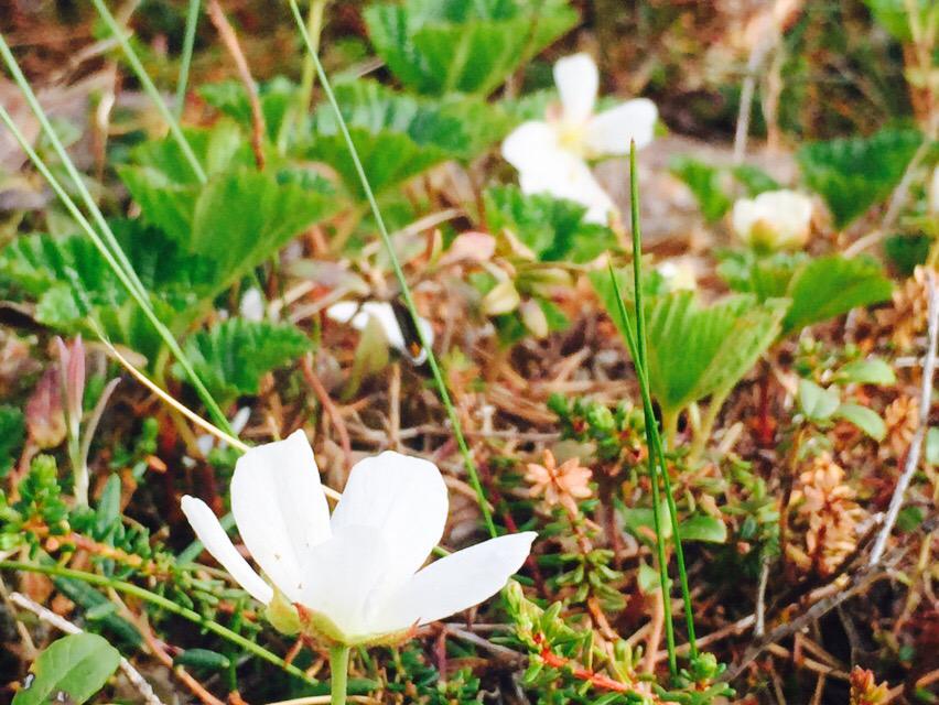 Vsterbotten's tweet photo. Nu er myrbära snart her å röggsköttä! #osteopat #kiropraktor #ryggskott #hjortron #Västerbotten http://t.co/58CiRkrVZC