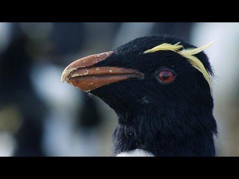 Penguins Scare Away Vultures | Penguins: Waddle All the Way vid.staged.com/mAQp #disney #SuperHeros