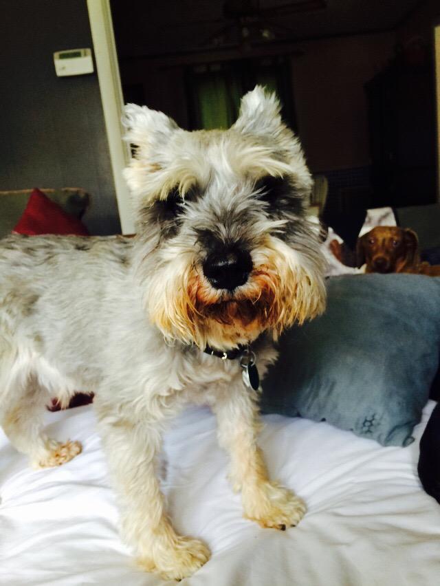 Sadie_D_Doxie's tweet photo. @SirBarley I Tink Mum should keep Charlie he reminds me of Clyde @DearZeke her already denied 2 Aps #pumpkinbeard http://t.co/HZoqKSBv8U