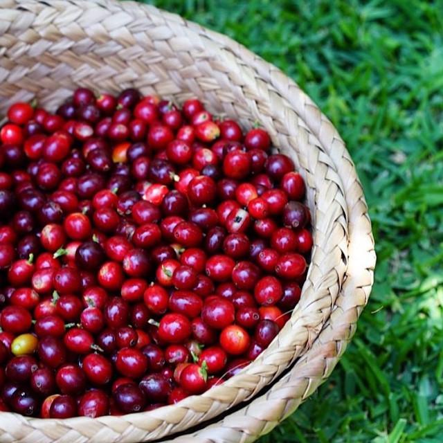 Coffee at its source is a thing of beauty ❤️ Long before we grind our beans, they're grown… ift.tt/1JhQv84