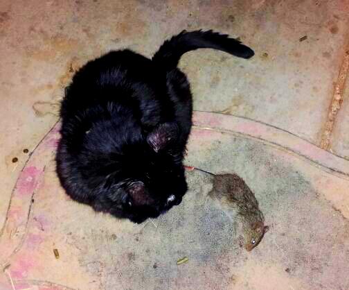 Murder cat is 16 years old http://t.co/lfDeIEAm98<a href="/tag/custom"class="tags"><span>#custom</span></a>