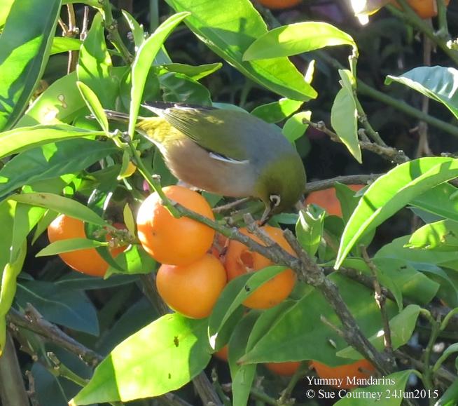 Sue Courtney tweet media