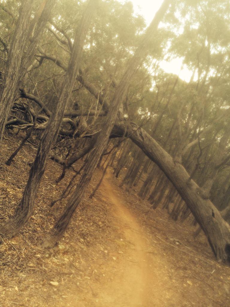 BryRun's tweet photo. Another day, another lovely trail to run http://t.co/TiYQhp971t
