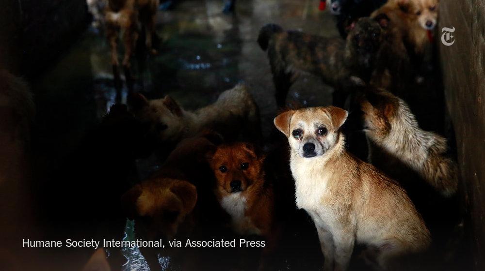 nytimesworld tweet picture