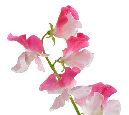 O Xrhsths 花 言葉bot Sto Twitter スイートピー 1月日の誕生花 花言葉 永遠の喜び Http T Co 5dbnrawuyg Http T Co Mmot377z4b