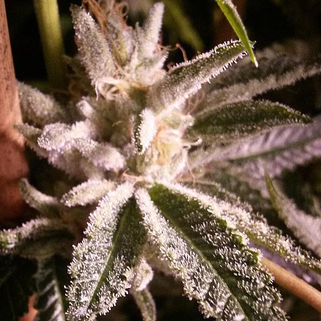weedpraylove's tweet photo. โFrostyโFrostyโ
#highlandfarms #homegrown #healingplant #cannabis #420 #danklife #frostyweed #ddope #stickyweed #laโฆ http://t.co/Iknb5hcFKG