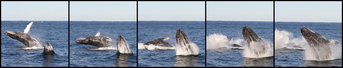 TamboiQueen's tweet photo. Pair of Humpback whales on a breaching marathon #portstephen #nelsonbay #newsouthwales #seeaustralia #whaleon http://t.co/1Ke9W5A2w5