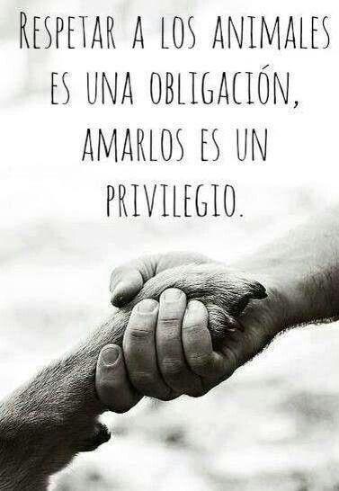 Mandragonaz's tweet photo. Si queremos que esto pare, dejen de comprar en @MaskotaMexico Adopta, esteriliza, respeta y protege la vida animal.🐶💟 http://t.co/zWl4kav2Vc