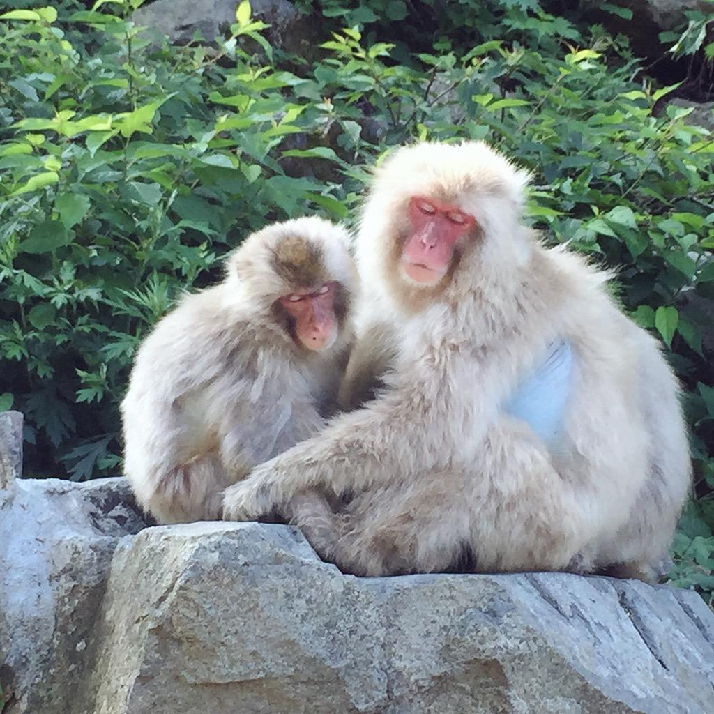 yuriyr's tweet photo. Snow monkeys in Nagano 🐒🐒✨ #jpAdventureTime http://t.co/6La8C93zxb