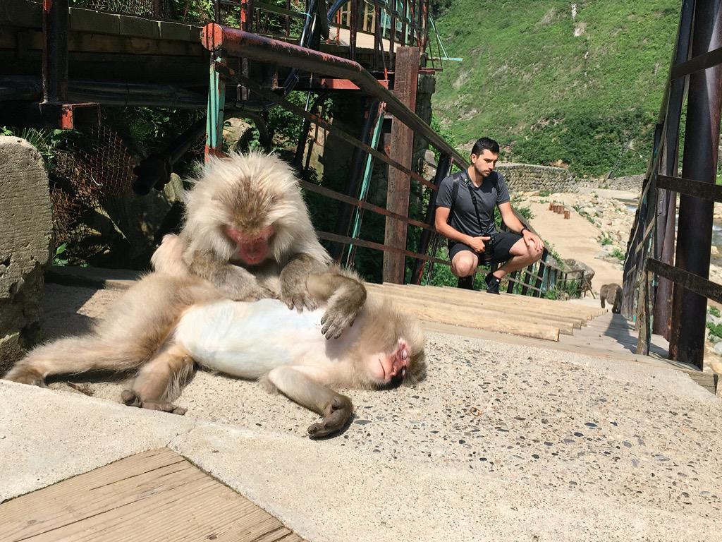yuriyr's tweet photo. Snow monkeys in Nagano 🐒🐒✨ #jpAdventureTime http://t.co/6La8C93zxb