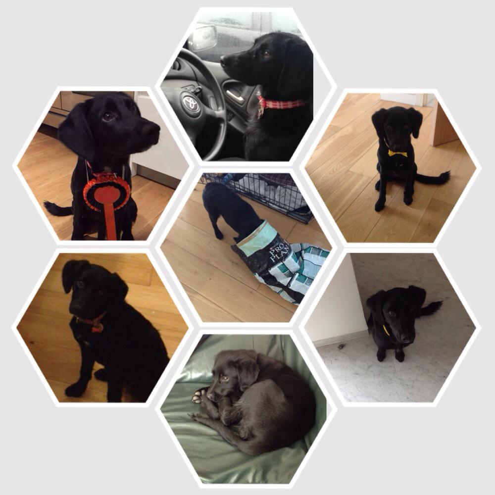 laura___homan's tweet photo. I miss my puppy 😢 http://t.co/BtK1k3Ea76