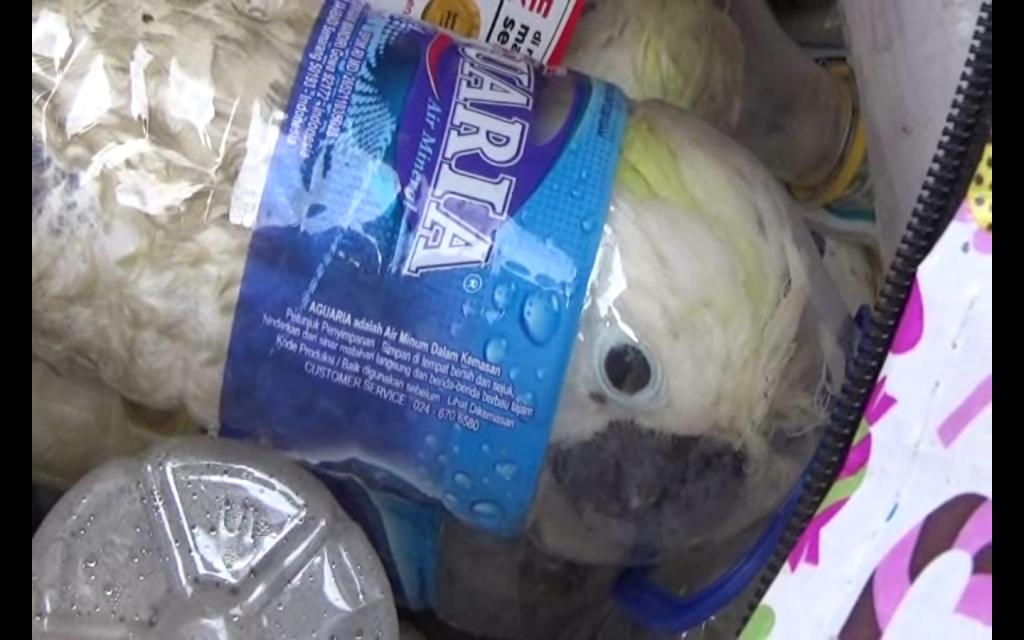 Burung kakatua diselundupkan dgn cara dimasukkan ke dalam botol air mineral. Ikuti penelusuran #CSFile pkl 22.30 WIB