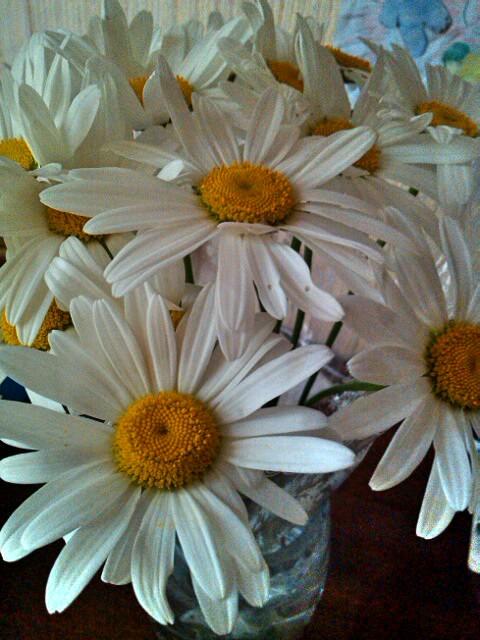 JD_Julia's tweet photo. My man know how make me happy^.^ all you need is #Chamomiles (♥ω♥*) http://t.co/egIsbEwC94