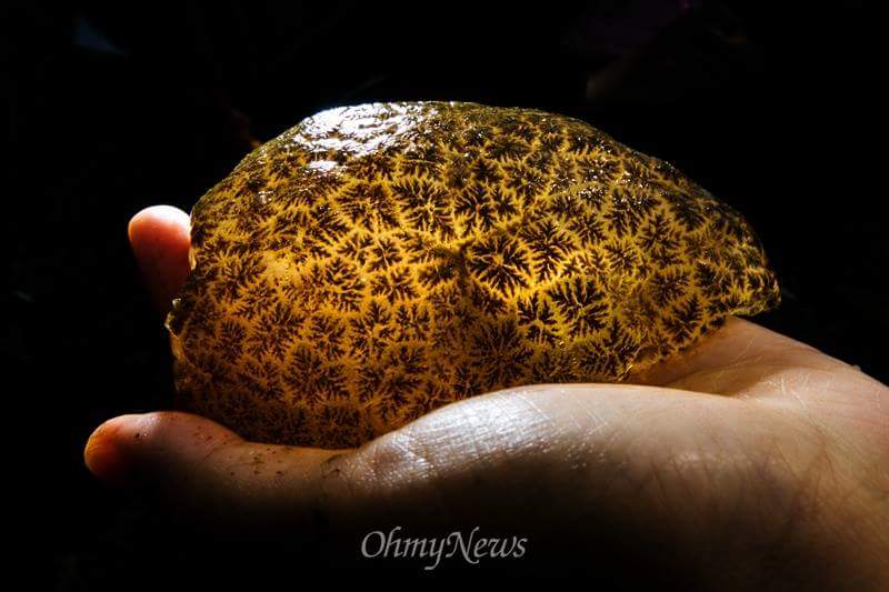 공주 상류에서 초대형 큰빗 이끼벌레. 발견.
배가르면 썩은 냄새 진동..
맹박이 아침 .저녁 식사 메뉴로  딱이다.
맹박아 처먹어라....