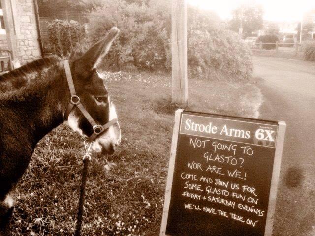 What a dude, #Glasto2015 Strode Arms style @TheWesternGaz <a href="/bbcpointswest/">BBC Points West</a> <a href="/DonkeySanctuary/">The Donkey Sanctuary</a> <a href="/Wadworth/">Wadworth Brewery</a>