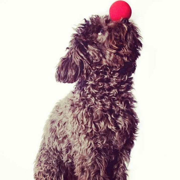 Collins_Square's tweet image. Support #SidsandKids this Thurs &amp;amp; Fri - merch avail at #CollinsSquare!  #rednoseday @rednosedayaustralia