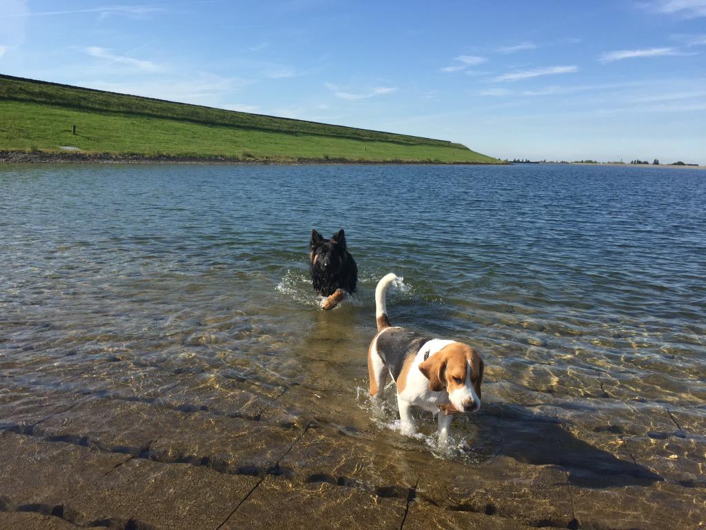 Wednesday morning play time with my pal Hades 🐶🐶🐶☀️☀️☀️