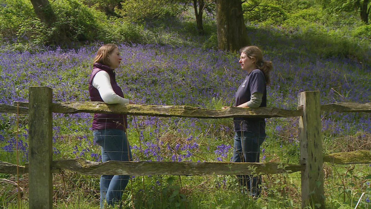 This week, @hannahthomasitv takes a trip to <a href="/Dinefwr_Castle/">Dinefwr Castle Woods</a> to see the stunning bluebells. Tune in, 8pm Friday!