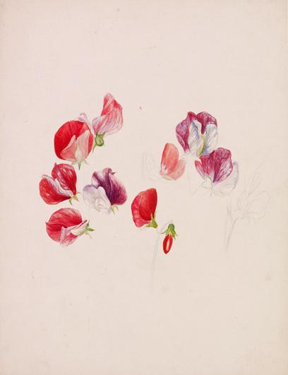 “I cannot rest, I must draw." Beatrix Potter (Sweet pea blossom, 1888 <a href="/V_and_A/">V&A</a>