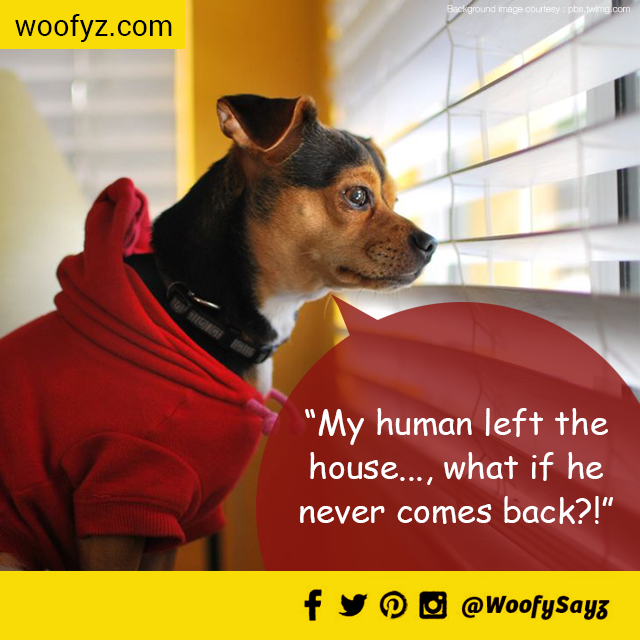 WoofySayz's tweet photo. #woofySayz Master is on the way!
#Homecomin2015 #animalrescue #dogsoftwitter #dogsofinstagram 
http://t.co/QcUPalpU8C http://t.co/hLA8biTFt7