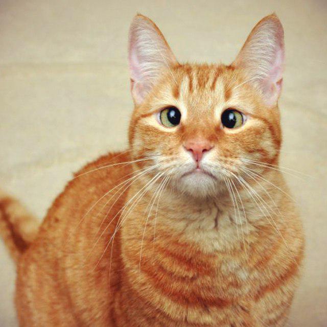 ну жалко. ну жалко. ну жалко. птичку жалко мем. жалко не жалко.