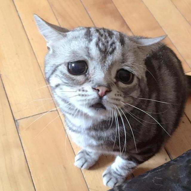 skdwm's tweet photo. 【速報】世界一の困り顔をもつ猫現る
【速報】世界一の困り顔をもつ猫現る
【速報】世界一の困り顔をもつ猫現る
【速報】世界一の困り顔をもつ猫現る
【速報】世界一の困り顔をもつ猫現る
【速報】世界一の困り顔をもつ猫現る http://t.co/4veptOuCjc