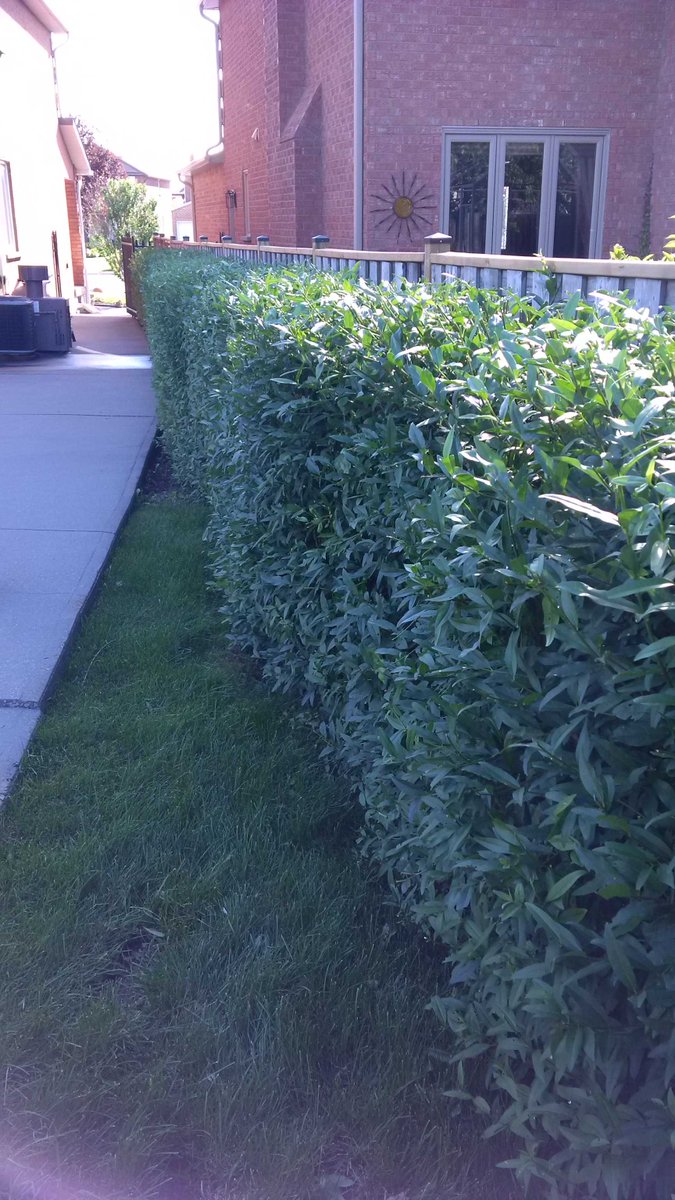 oglservices's tweet image. #hedgetrim, Contact us Today for Your Free Quote! E-mail: organicgreenlawncare@hotmail.com,