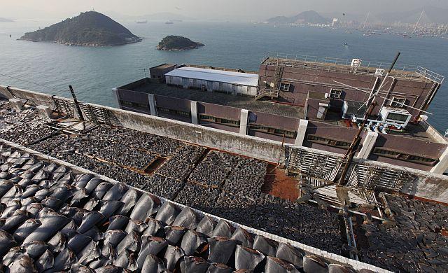 klustout's tweet photo. "When you show a picture of tens of thousands of shark fins on a rooftop...it strikes people's hearts" - @AlexHofford http://t.co/EifuY63ZcJ