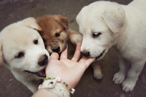 puppypixfiesta's tweet photo. http://t.co/sG46XgAnAe