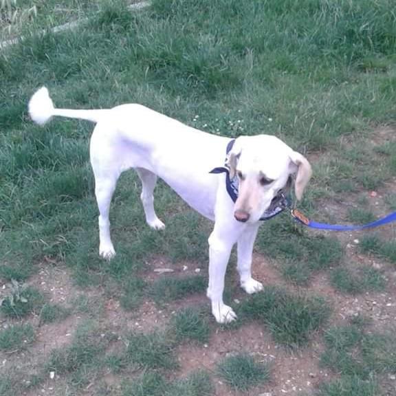 #haysev #haysevkayıp #kayıpköpek #Kayıp #haytap #haytapkayıp #köpek #dog #ankara #aranıyor İletişim : 0554 647 84 11