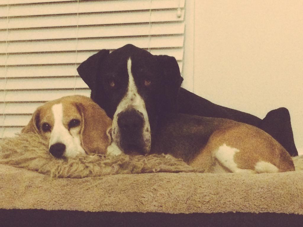 IzzyandCooper's tweet photo. Because when we do this it makes our mum go awwwwwww! #cute #cuddles #dogsofnewport #izzyandcooper http://t.co/ZcO9kGqRNb