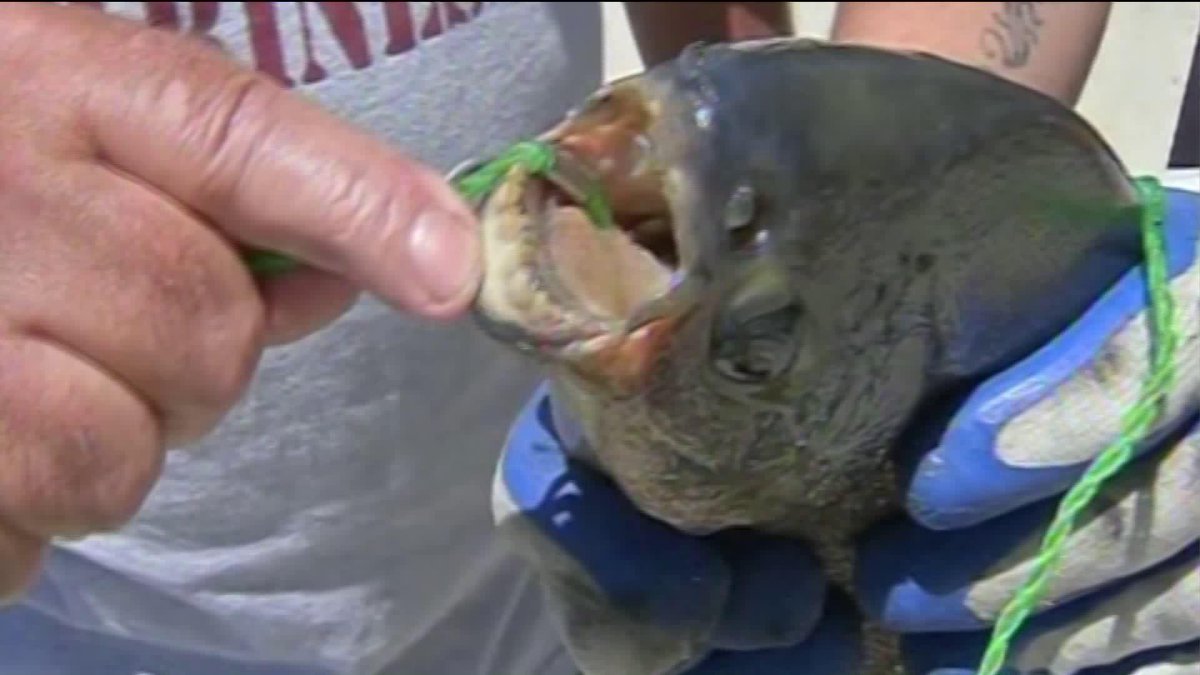 Rare fish with humanlike teeth found in New Jersey lake