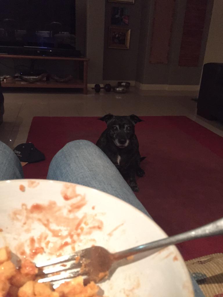 troyesivan's tweet photo. You don't fully understand the term 'puppy dog eyes' until you eat mac n cheese in front of this one 👀 http://t.co/XqVgRdVcQA